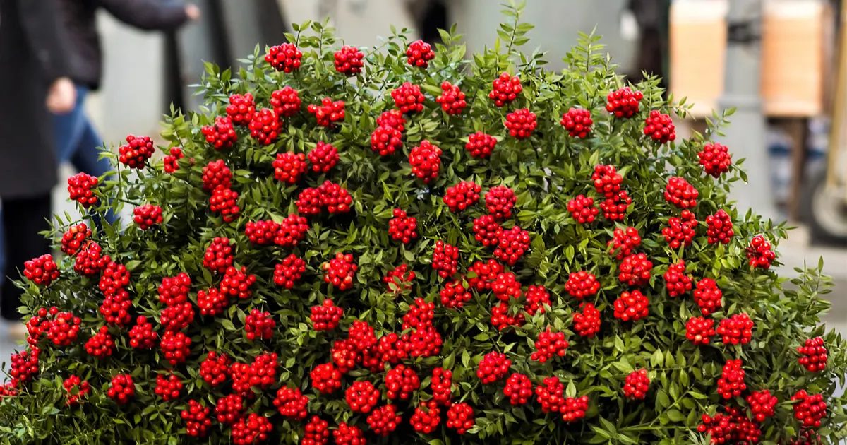 Yılbaşı çiçeği tezgahları süslüyor. Kokina çiçeğinin anlamı ve bakımı