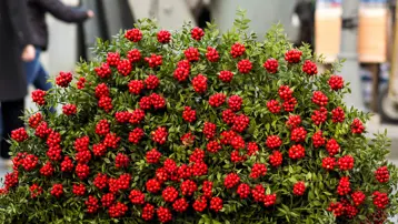 Yılbaşı çiçeği tezgahları süslüyor. Kokina çiçeğinin anlamı ve bakımı