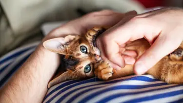 Nankör kedi tabiri gerçekmiş. Ev kedileri sahiplerine bağlanmıyor