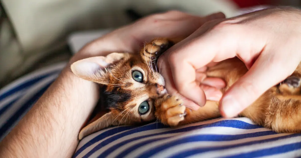 Nankör kedi tabiri gerçekmiş. Ev kedileri sahiplerine bağlanmıyor