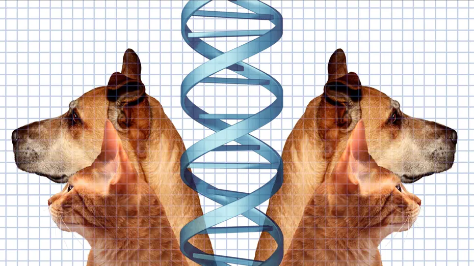 Ünlüler evcil hayvanlarını klonlatıyor, uzmanlar uyarıyor