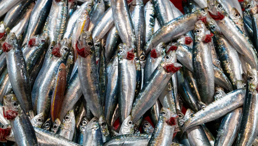 Tezgahta en çok bulunan balık. 100 liradan satışta 2 Tezgahta en çok bulunan balık. 100 liradan satışta 2