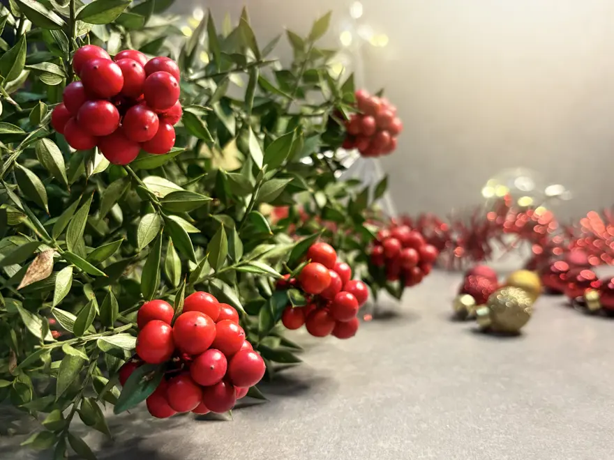 KOKİNA VAZODA NASIL SAKLANIR? 2