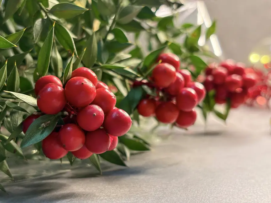 YAPIMI ÇOK ZAHMETLİ  1