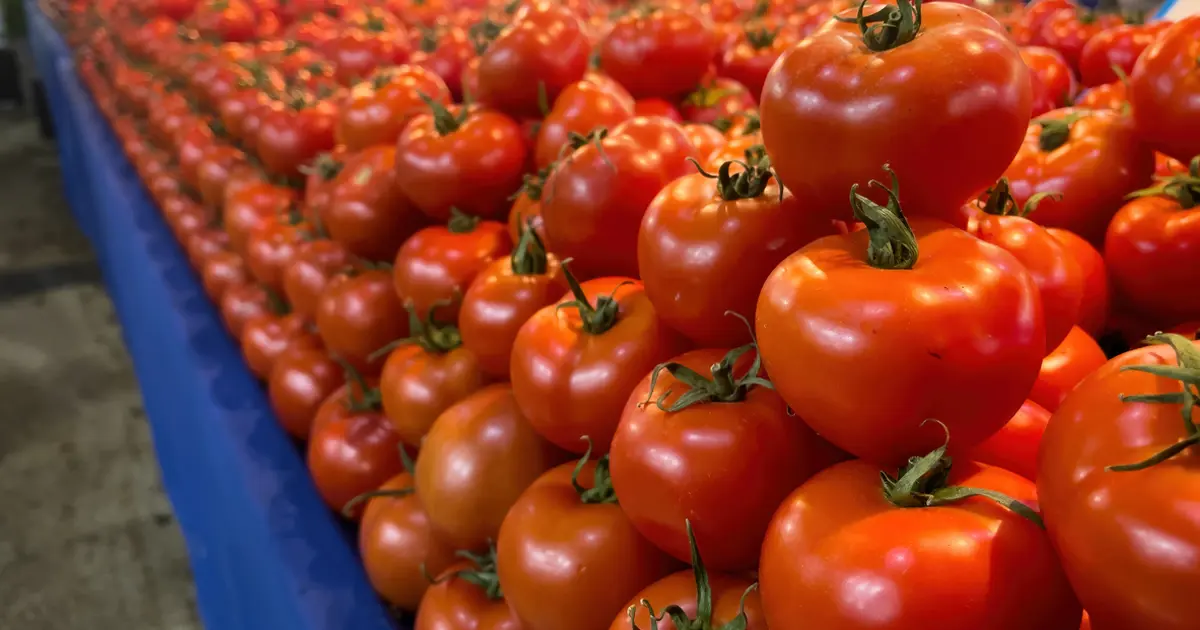 Yüksek potasyumlu topraklarda yetişiyor, fiyatı 10 liraya düştü