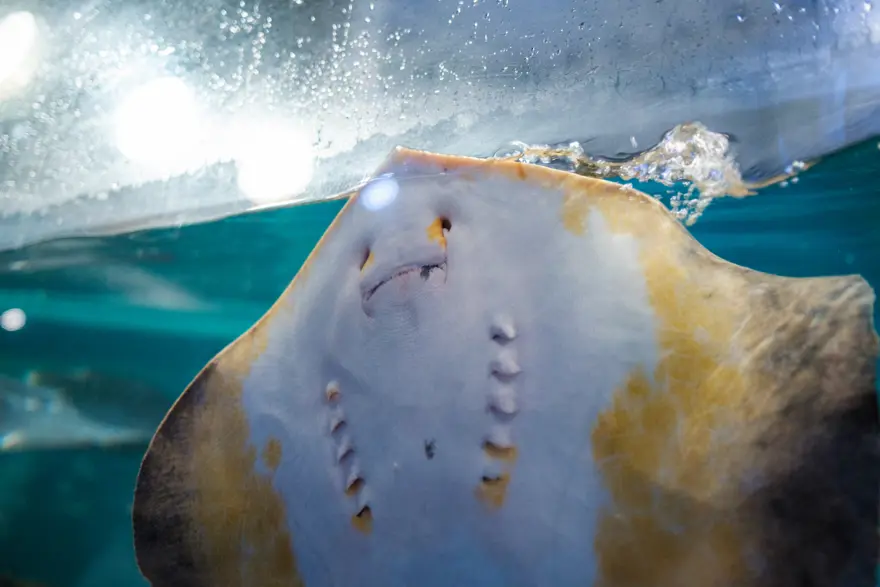 Kırmızı listede yer alıyor. Antalya'da ağlara takıldı, bilim insanı da şaşırdı 3