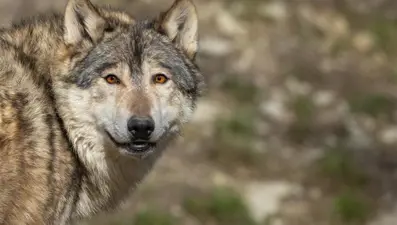 Tokyo'da hayvanat bahçesindeki kurt firar etti