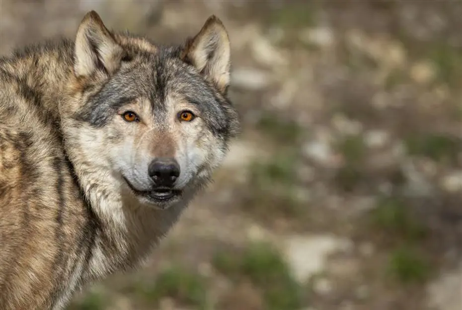 Tokyo'da hayvanat bahçesindeki kurt firar etti