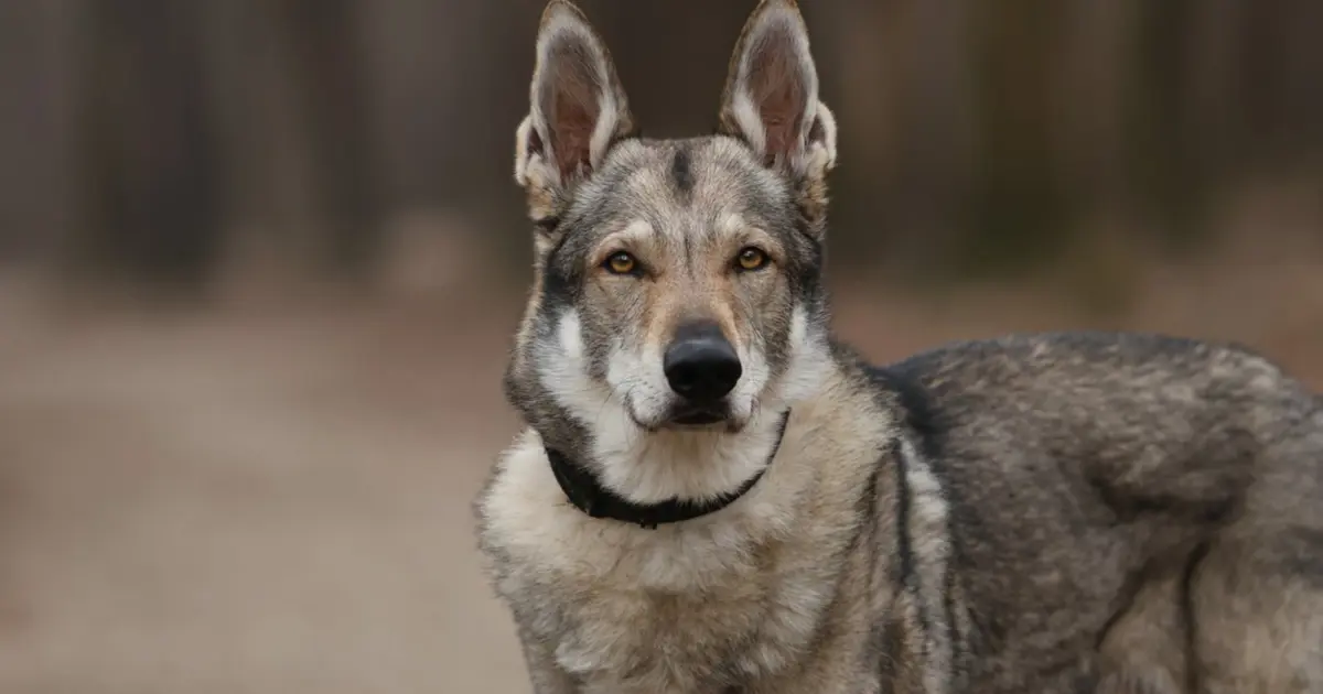 En eski köpek DNA'sı Türkiye'de bulundu. 16 bin yıllık dostluk
