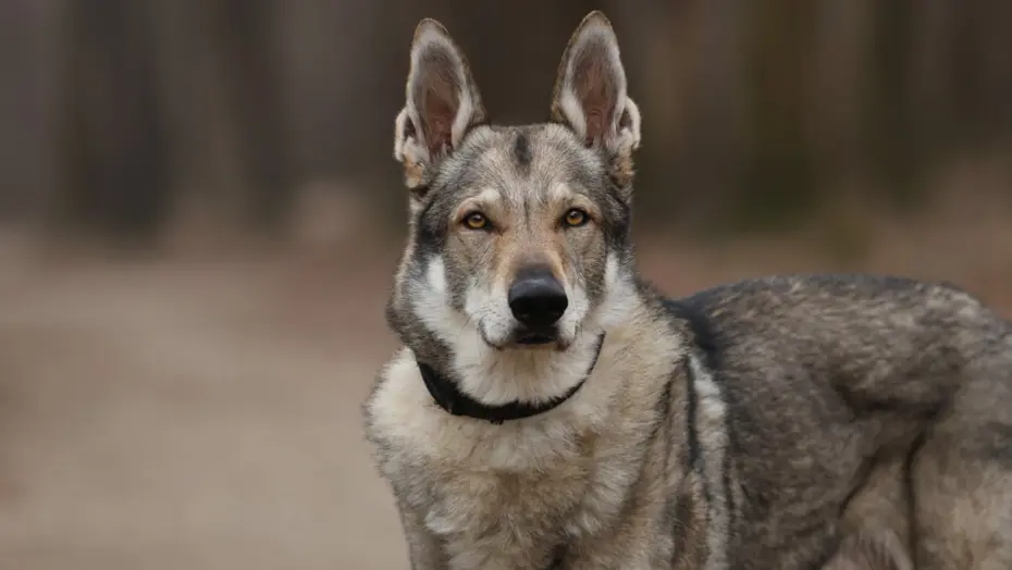 En eski köpek DNA'sı Türkiye'de bulundu. 16 bin yıllık dostluk