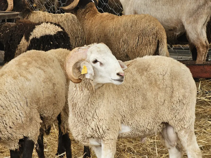 2026 KURBAN BAYRAMI NE ZAMAN? 1