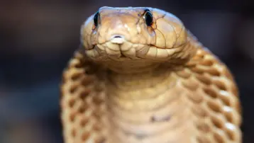 Dünyanın en işlek tren ağını kral kobralar istila etti