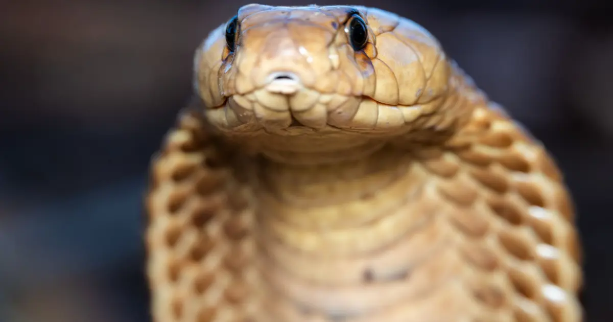 Dünyanın en işlek tren ağını kral kobralar istila etti