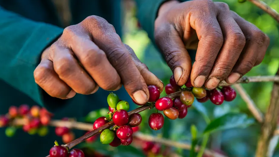 Kahve üretimi tehlikede. Sıcaklıklar düşmüyor, fiyat yükseliyor