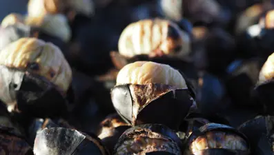 Denizli'de zorlu hasat: Dikenli yapısıyla dikkat çekiyor, toplayacak işçi bulamıyorlar