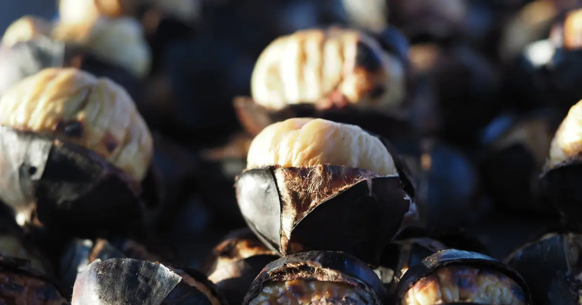 Denizli'de zorlu hasat: Dikenli yapısıyla dikkat çekiyor, toplayacak işçi bulamıyorlar