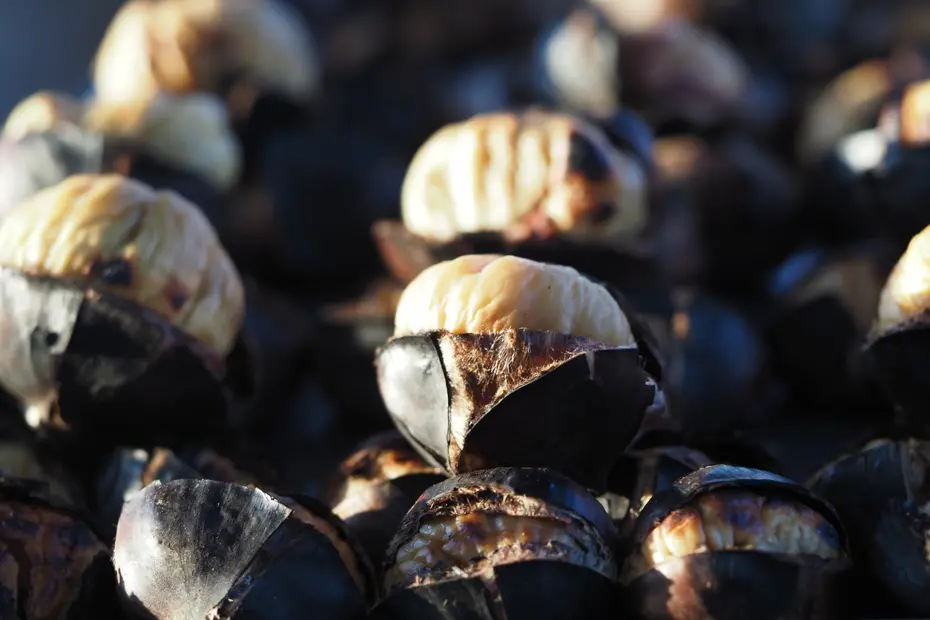 Denizli'de zorlu hasat: Dikenli yapısıyla dikkat çekiyor, toplayacak işçi bulamıyorlar