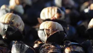 Denizli'de zorlu hasat: Dikenli yapısıyla dikkat çekiyor, toplayacak işçi bulamıyorlar