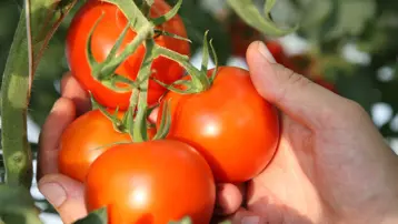 Ankara'nın domatesi dünyanın en iyileri arasına girdi 