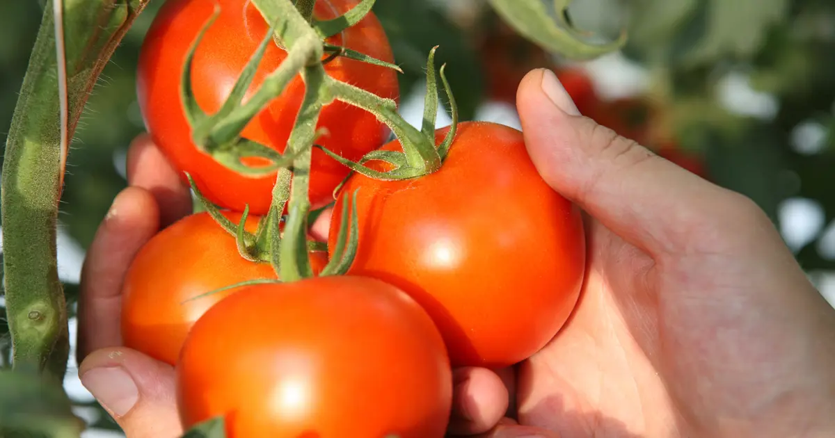 Ankara'nın domatesi dünyanın en iyileri arasına girdi