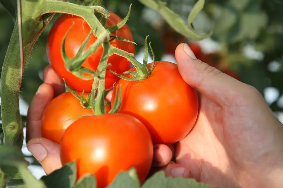 Ankara'nın domatesi dünyanın en iyileri arasına girdi 