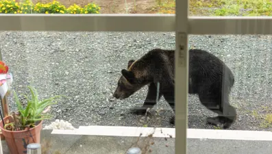 Ayılar şehirleri bastı, Japon askeri göreve çağrıldı