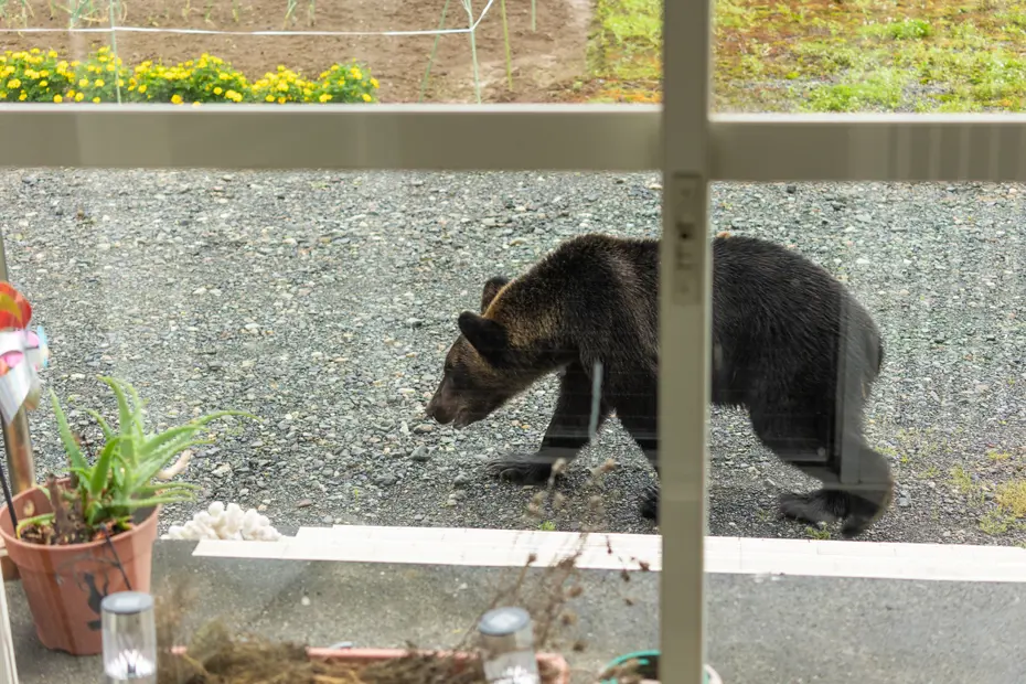 Ayılar şehirleri bastı, Japon askeri göreve çağrıldı