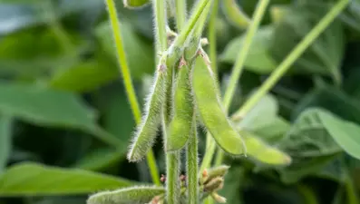 Sivas'ın kıraç topraklarına ekiliyor | Yüksek kaliteli protein kaynağı. Kemiklere de iyi geliyor