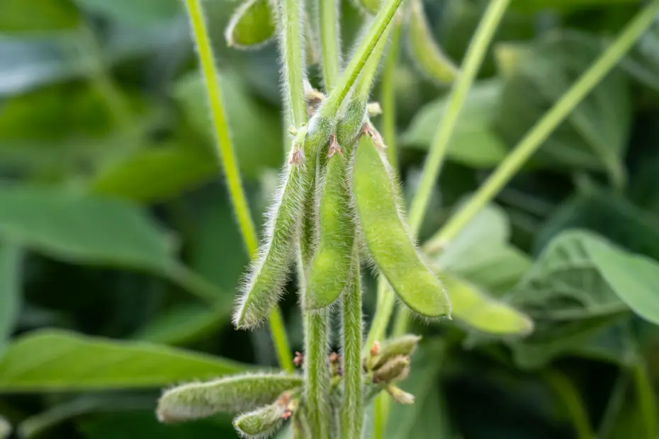 Sivas'ın kıraç topraklarına ekiliyor | Yüksek kaliteli protein kaynağı. Kemiklere de iyi geliyor