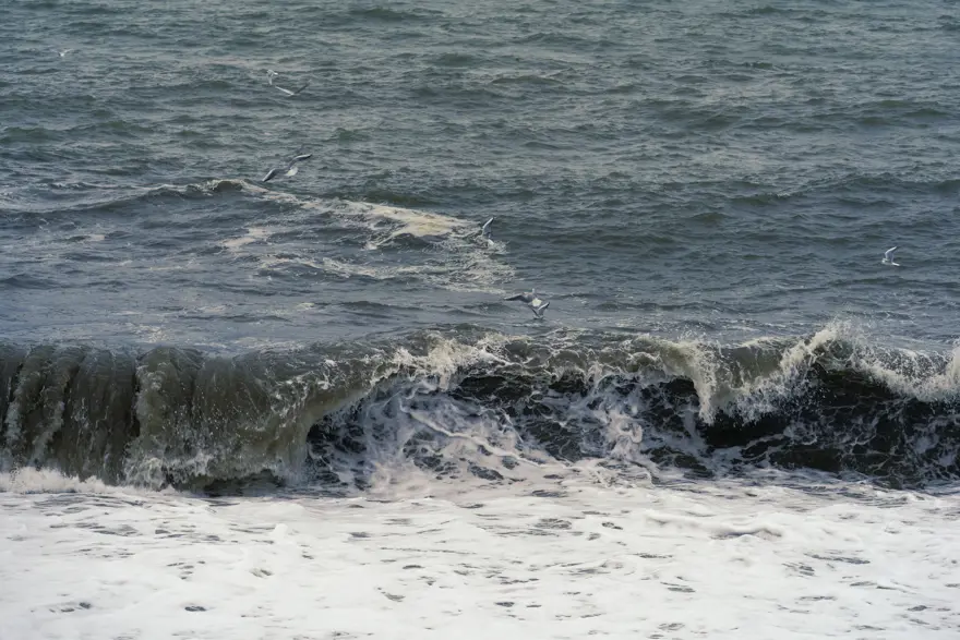 Sayıları her geçen gün artıyor. Karadeniz için büyük tehlike 2