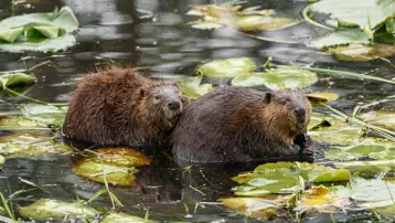 Dünyanın en sadık canlıları. Eşleri ölünce yalnızlığı seçiyorlar, insanları geride bıraktılar