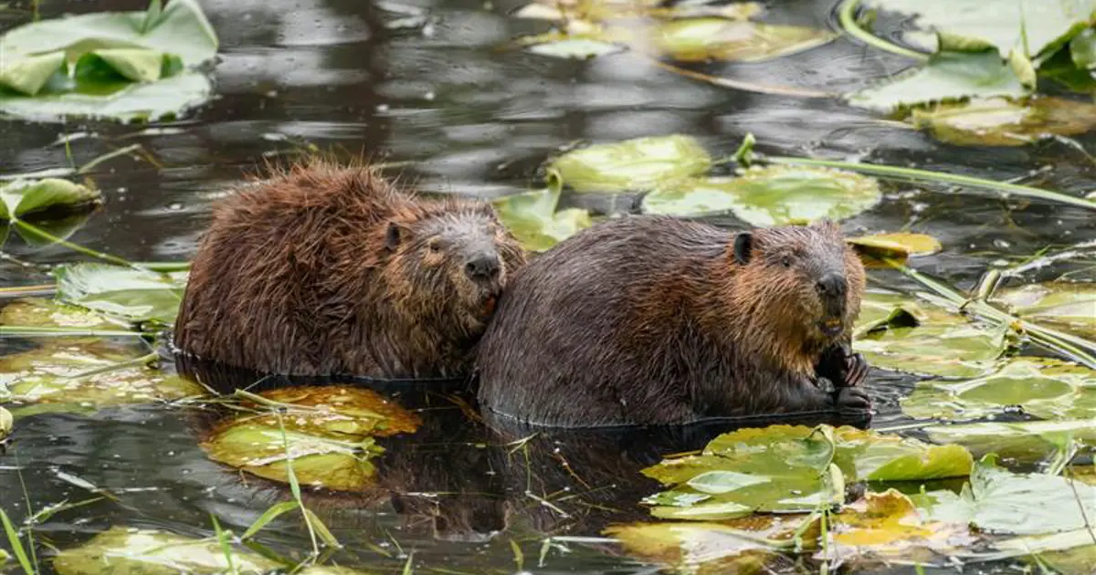 Dünyanın en sadık canlıları. Eşleri ölünce yalnızlığı seçiyorlar, insanları geride bıraktılar