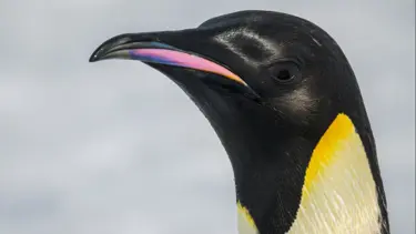 Uydu görüntüleri ortaya çıkardı. Buzullar eriyor, penguenler yok oluyor