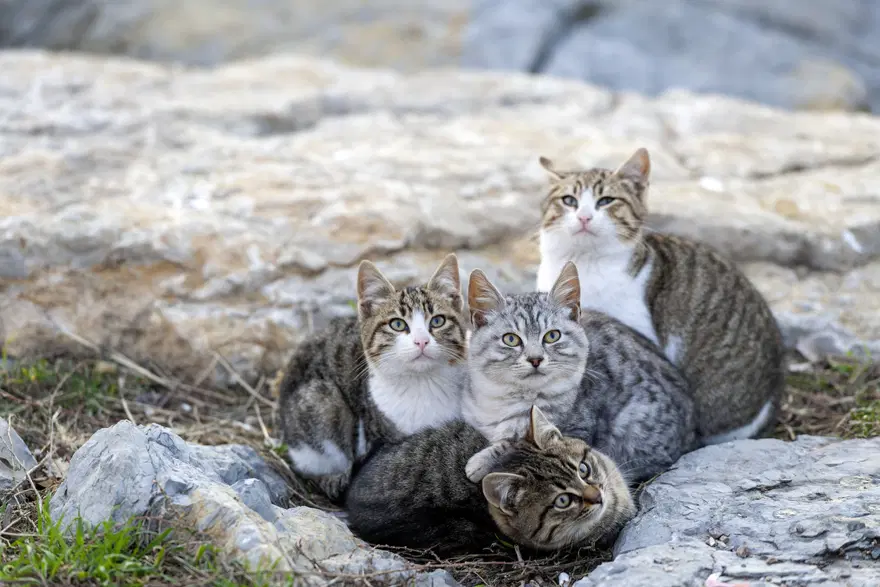 Pişirip yemek için 2 bin 700 kedi çalan çete çökertildi 2