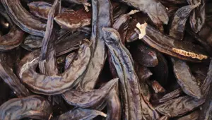 Havalar soğuyunca talep arttı: Hastalıktan korunmak isteyenler düzenli olarak tüketiyor