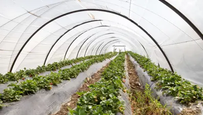 Kışın da üretimi devam ediyor, kilosu 200 liradan başlıyor