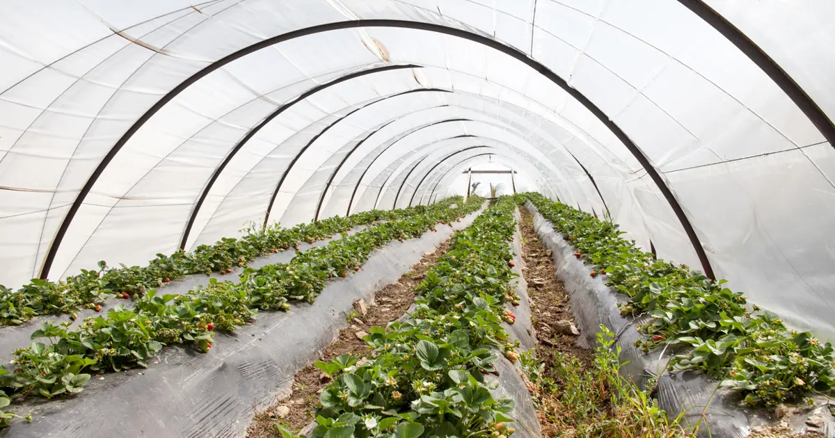 Kışın da üretimi devam ediyor, kilosu 200 liradan başlıyor