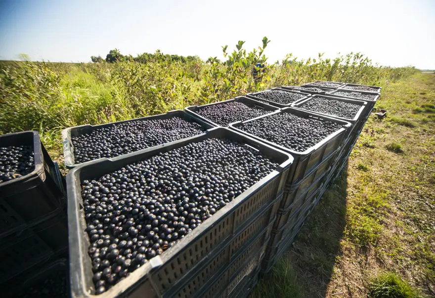 ''Süper meyve'' olarak biliniyor. Yaşlanma karşıtı etkisi de kanıtlandı 