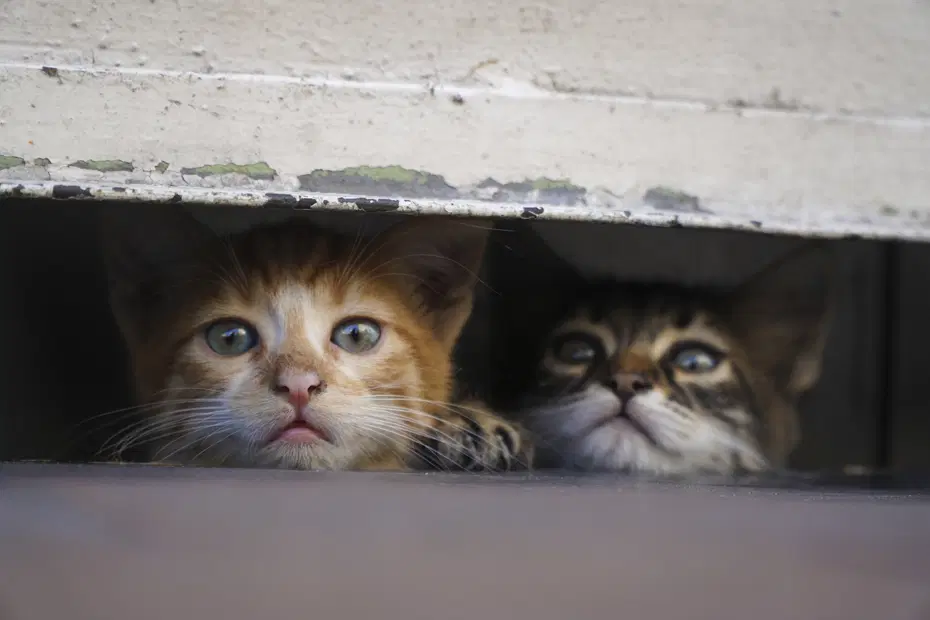Pişirip yemek için 2 bin 700 kedi çalan çete çökertildi