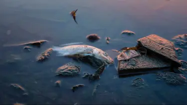 5 günde 3 binden fazlası öldü, deniz yemek yasaklandı