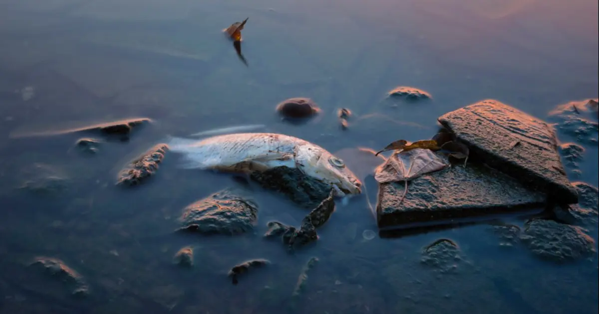 5 günde 3 binden fazlası öldü, balık yemek yasaklandı