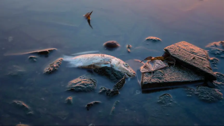 5 günde 3 binden fazlası öldü, balık yemek yasaklandı