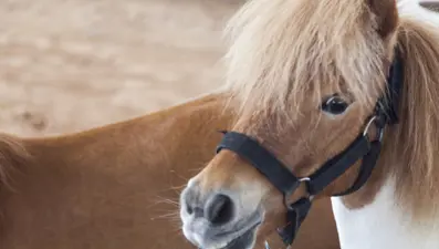 Hayvanlarına kötü davrandı, 40 bin euro ceza ödedi