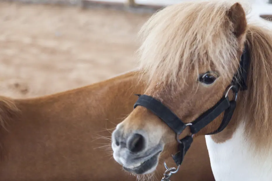 Hayvanlarına kötü davrandı, 40 bin euro ceza ödedi