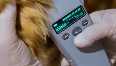 Uzmanlar uyarıyor. Evcil hayvanlara mikroçip uygulamasında son tarih 31 Aralık