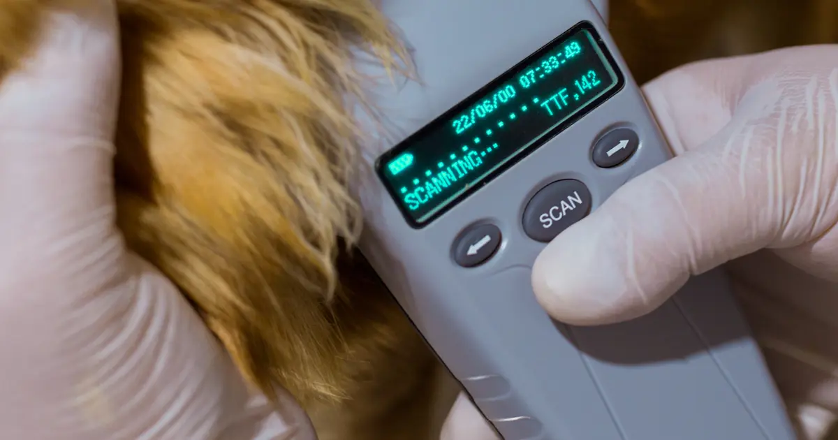 Uzmanlar uyarıyor. Evcil hayvanlara mikroçip uygulamasında son tarih 31 Aralık