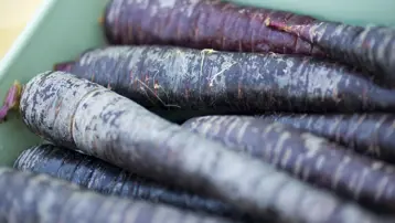 30'dan fazla ülkeye ihraç ediliyor. Kış sofralarının favorisi, sağlığa sayısız faydası var