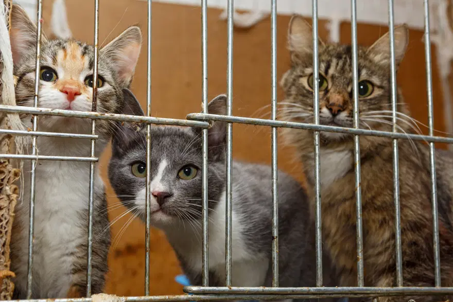 Pişirip yemek için 2 bin 700 kedi çalan çete çökertildi 1