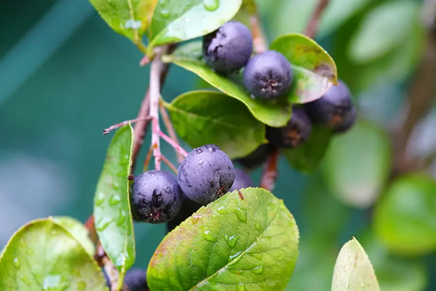 ''Süper meyve'' olarak biliniyor. Yaşlanma karşıtı etkisi de kanıtlandı 3