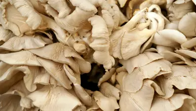 Pazarda satılıyor, tüketen hastaneye koşuyor. Yiyenler küçük insanlar görüyor